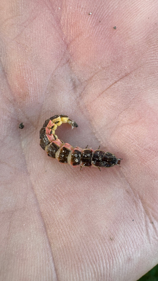 Neature Feature: Lightning Bug Larvae