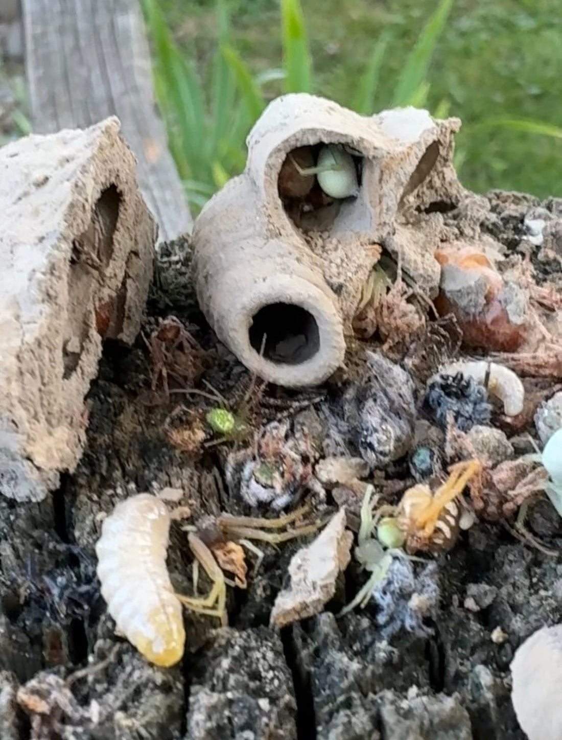Neature Feature: Mud Dauber Wasps