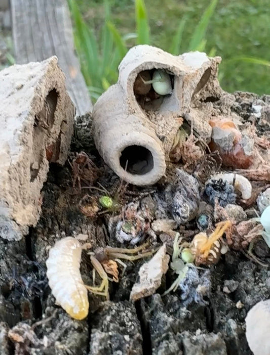 Neature Feature: Mud Dauber Wasps